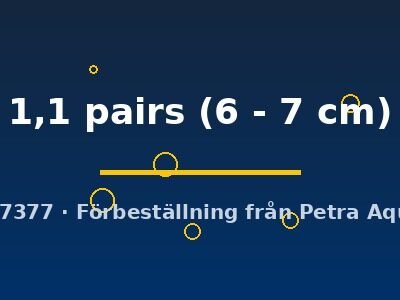 1,1 pairs (6 - 7 cm)