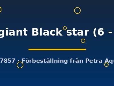 Betta spl. male giant Black star 6–8 cm