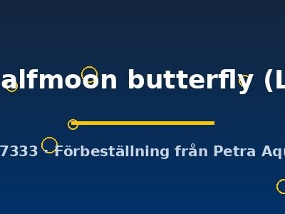 halfmoon butterfly (L)