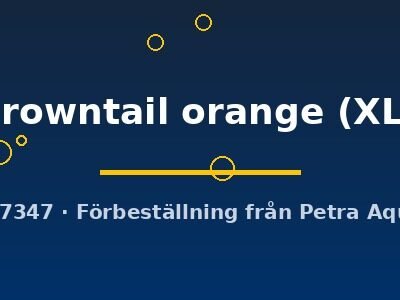 Betta spl. male crowntail orange XL
