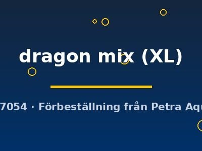 Betta spl. male dragon mix XL