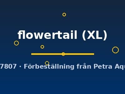 Betta spl. male flowertail XL