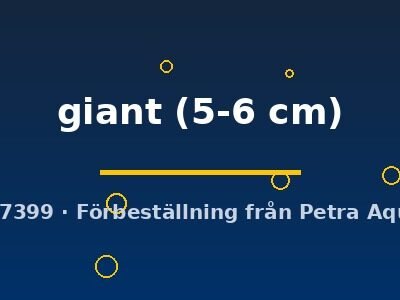 giant (5-6 cm)