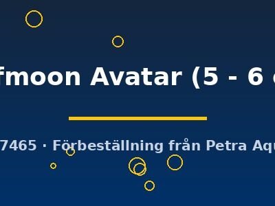 halfmoon Avatar (5 - 6 cm)