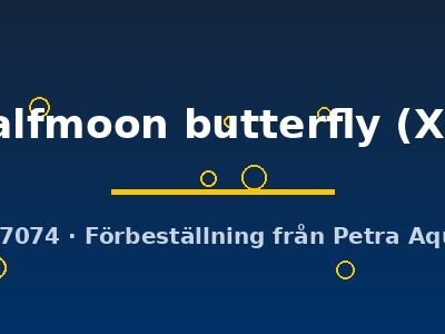 halfmoon butterfly (XL)
