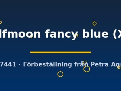 halfmoon fancy blue (XL)