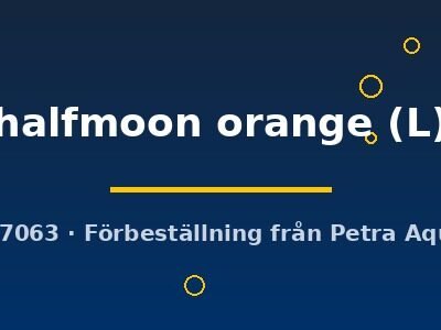 halfmoon orange (L)