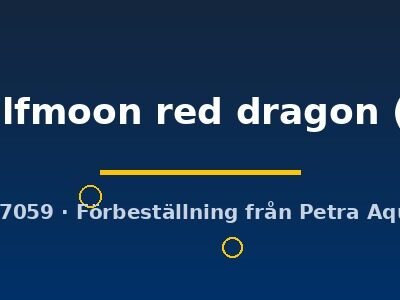 halfmoon red dragon (L)