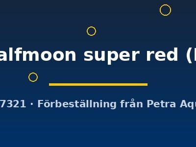 halfmoon super red (L)
