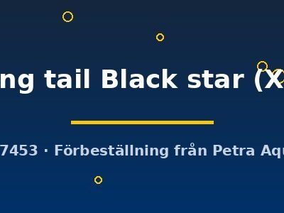 long tail Black star (XL)