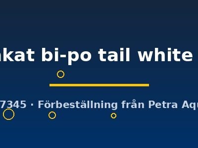 Betta spl. male plakat bi-po tail white L