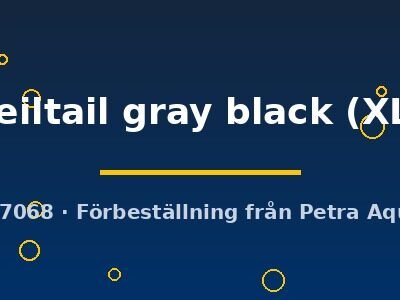 veiltail gray black (XL)