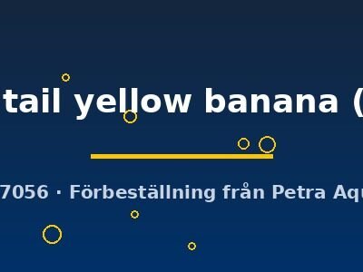 veiltail yellow banana (XL)
