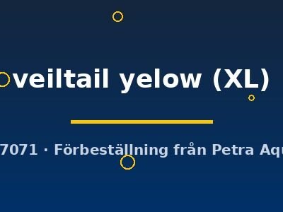 veiltail yelow (XL)