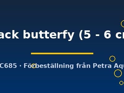 Carassius auratus black butterfy 5–6 cm
