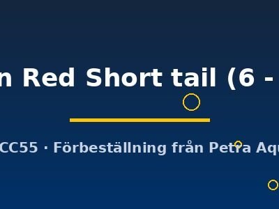 Carassius auratus l.f. Ryukin Red Short tail 6–7 cm