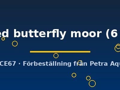Carassius auratus l.f. assorted butterfly moor 6–7 cm