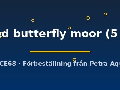 Carassius auratus l.f. assorted butterfly moor 5–6 cm