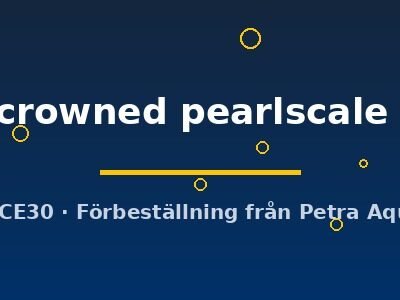Carassius auratus l.f. assorted crowned pearlscale 5–6 cm