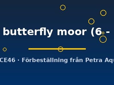 Carassius auratus l.f. black butterfly moor 6–7 cm