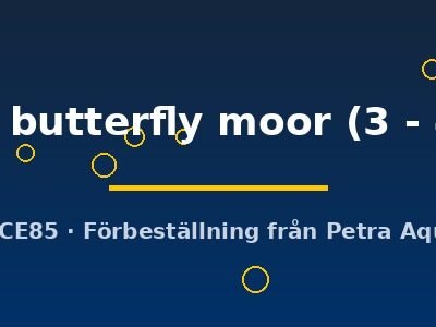 Carassius auratus l.f. black butterfly moor 3–4 cm