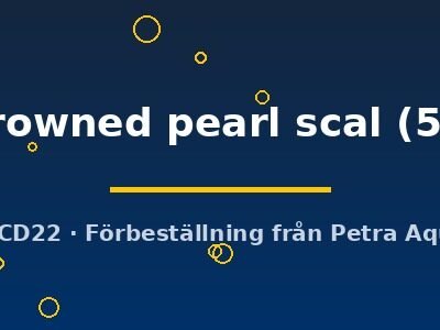 Carassius auratus l.f. black crowned pearl scal 5–6 cm