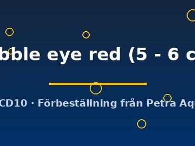 bubble eye red (5 - 6 cm)
