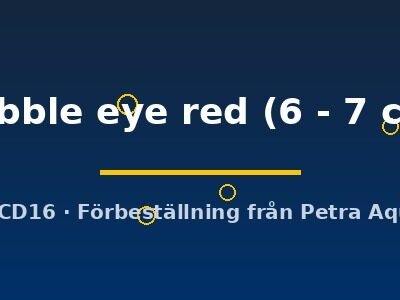 bubble eye red (6 - 7 cm)