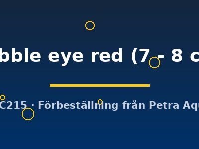 bubble eye red (7 - 8 cm)