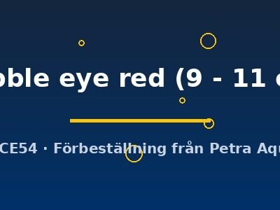 bubble eye red (9 - 11 cm)