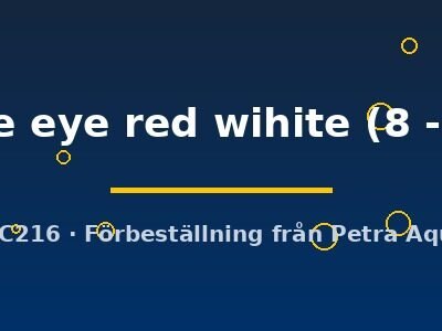 bubble eye red wihite (8 - 9 cm)