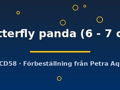 Carassius auratus l.f. butterfly panda 6–7 cm