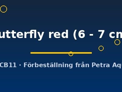 butterfly red (6 - 7 cm)
