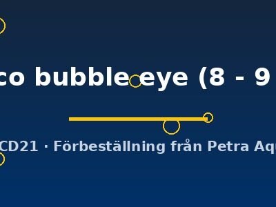calico bubble eye (8 - 9 cm)