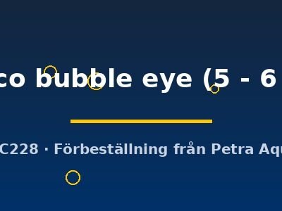 calico bubble eye (5 - 6 cm)