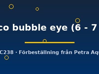 calico bubble eye (6 - 7 cm)