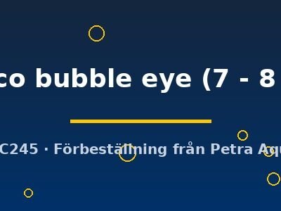 calico bubble eye (7 - 8 cm)