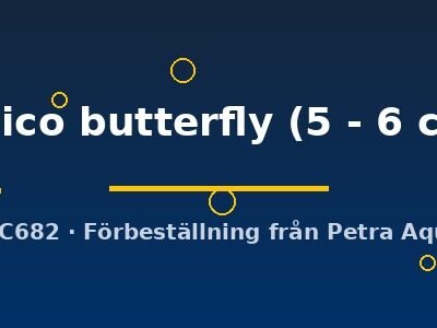 calico butterfly (5 - 6 cm)