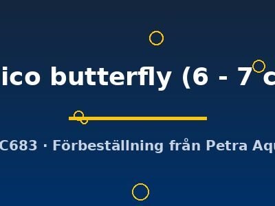 calico butterfly (6 - 7 cm)