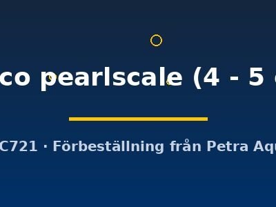 calico pearlscale (4 - 5 cm)