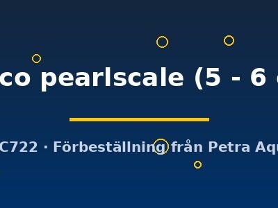 calico pearlscale (5 - 6 cm)