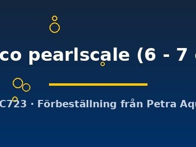 calico pearlscale (6 - 7 cm)