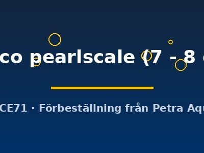 calico pearlscale (7 - 8 cm)