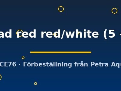 lionhead red red/white (5 - 6 cm)