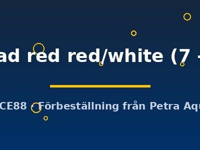 lionhead red red/white (7 - 8 cm)