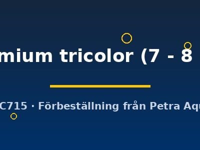premium tricolor (7 - 8 cm)