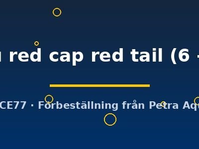 ranchu red cap red tail (6 - 7 cm)