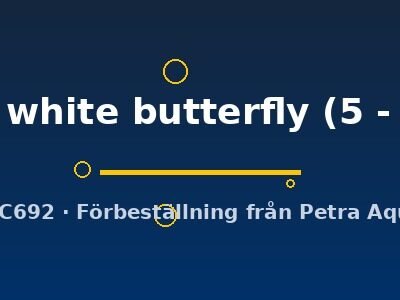 Carassius auratus l.f. red + white butterfly 5–6 cm