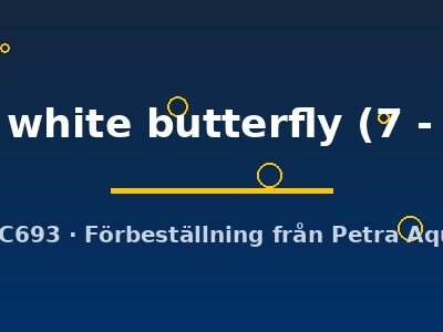 Carassius auratus l.f. red + white butterfly 7–8 cm
