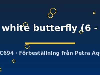 Carassius auratus l.f. red + white butterfly 6–7 cm